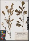 Foto von Salix aurita L. x Salix cinerea L.